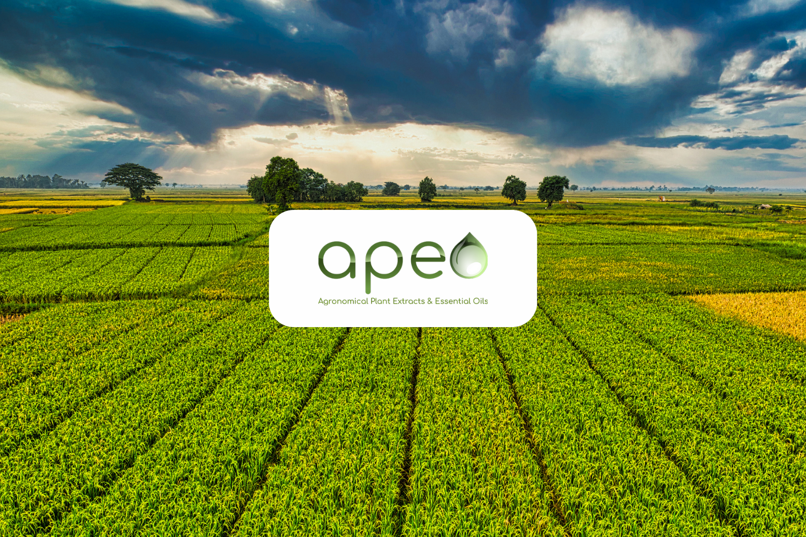 Apeo